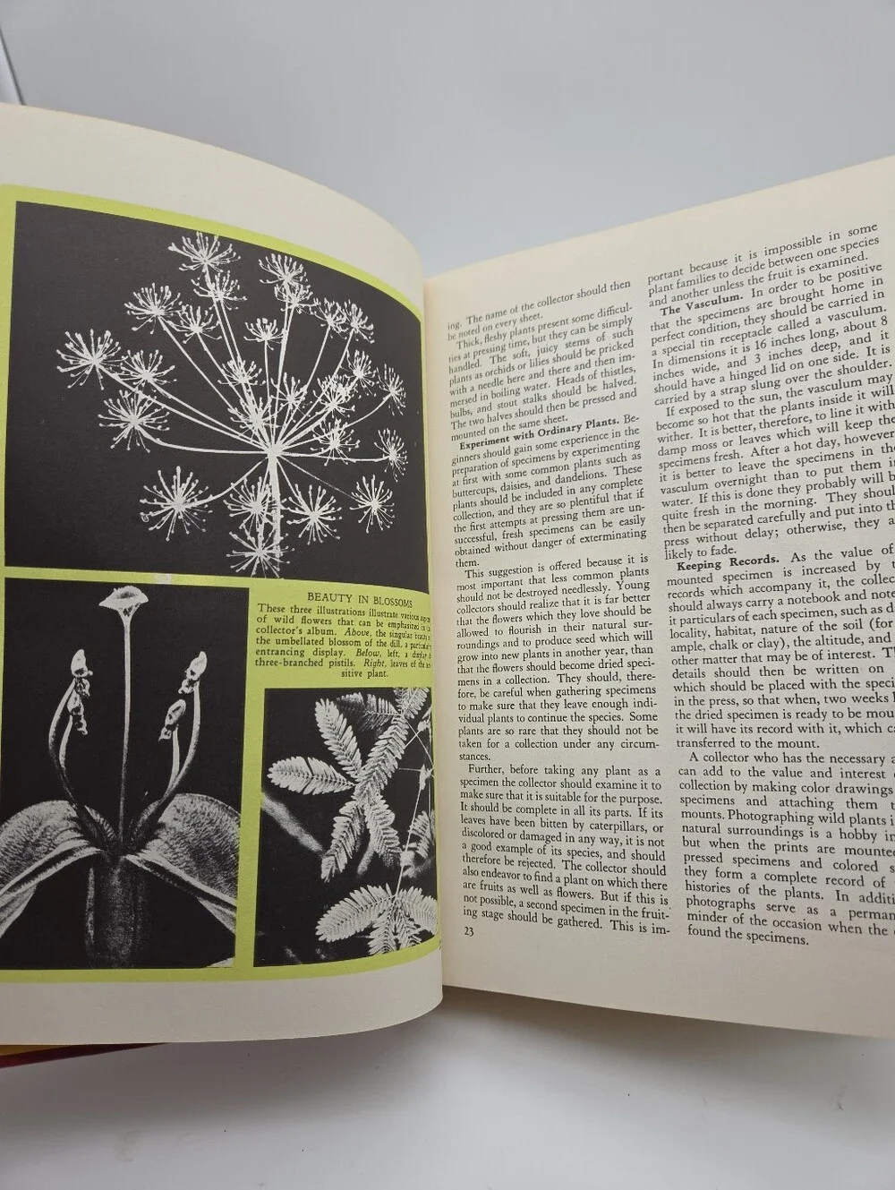 The Wonderland of Knowledge Two Books Hobbies Decor